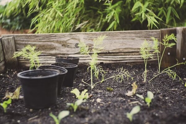 Jungpflanzen in einem Gartenbeet mit ein paar schwarzen Plastiktöpfen im Vordergrund.